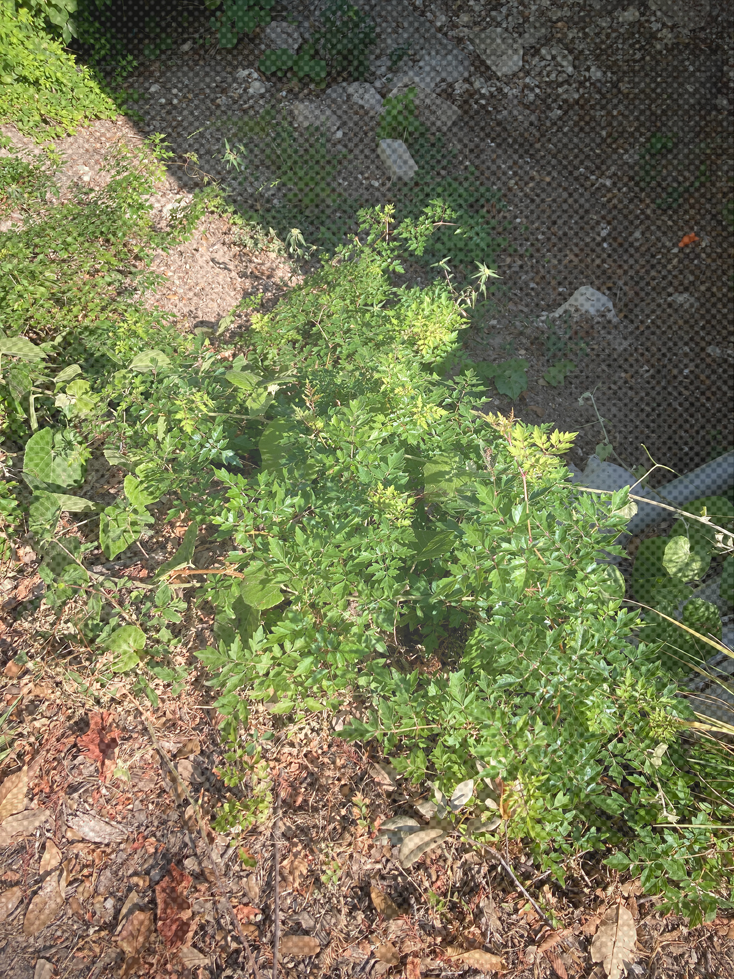 A picture of peppervine